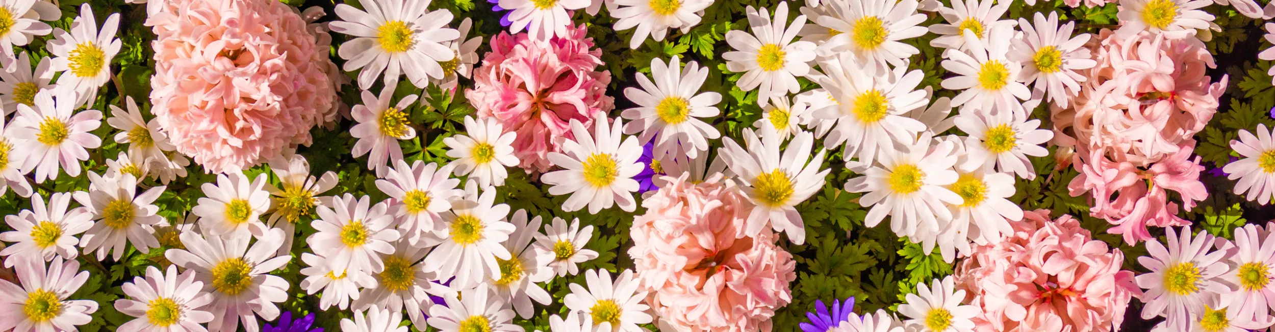 Memorial background